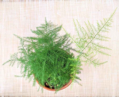 Asparagus Plumosus Nana &