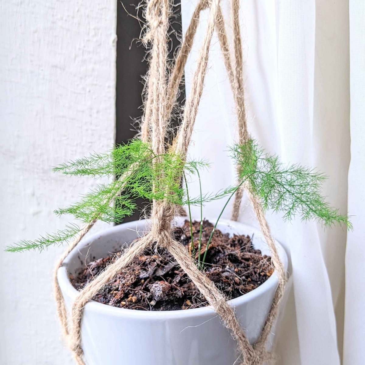 lace fern indoor plant Asparagus Plumosus Nana 'Lace Fern'