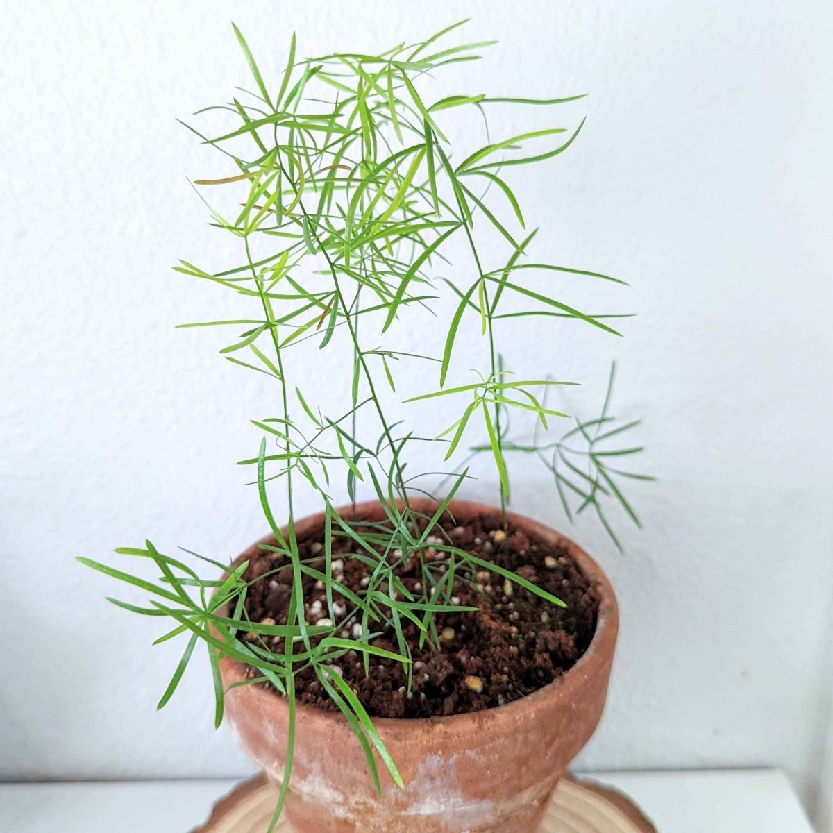 asparagus potted plant Asparagus Sprengeri 'Basket Asparagus' Seeds