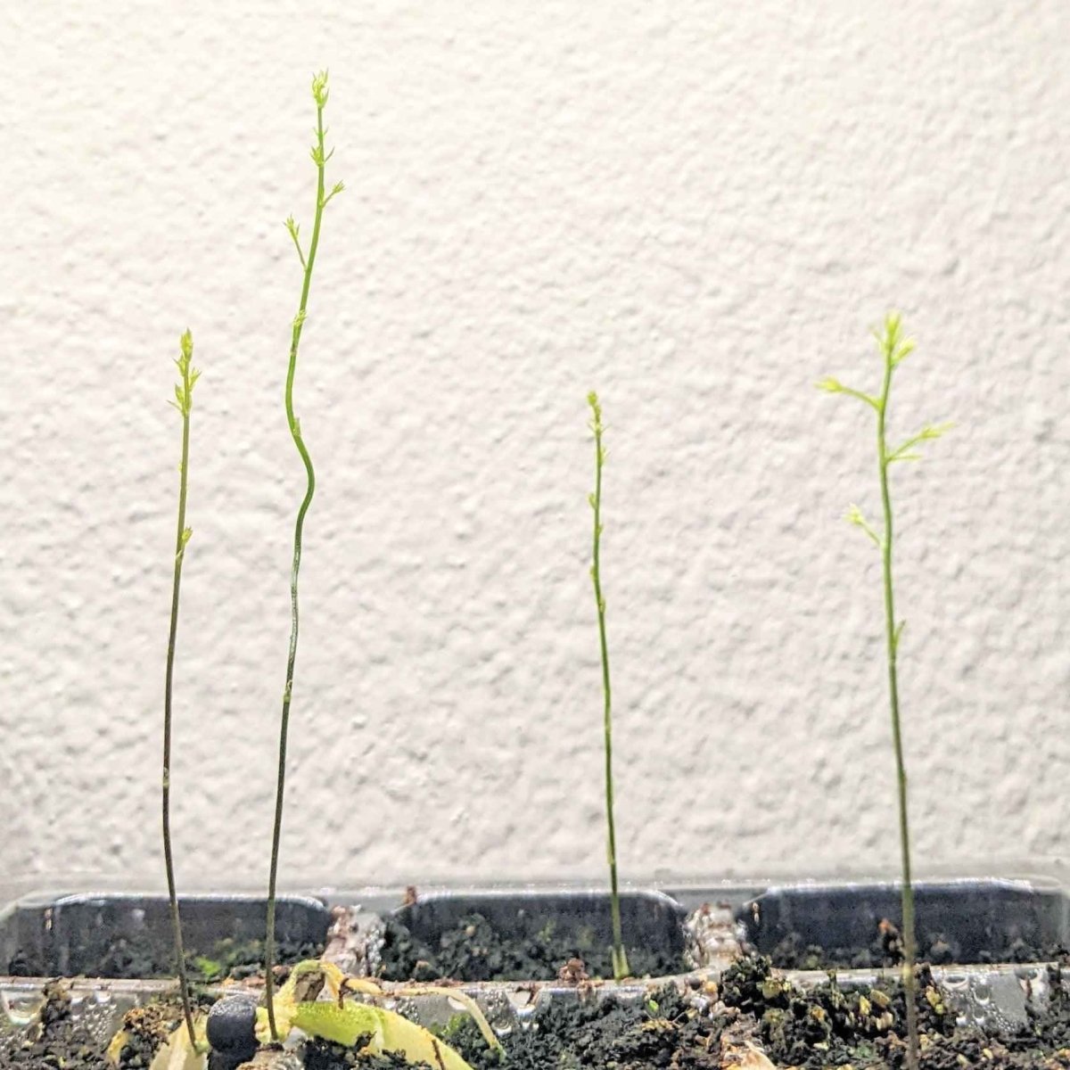 asparagus seeds from plant Asparagus Sprengeri 'Basket Asparagus' Seeds – Plantflix