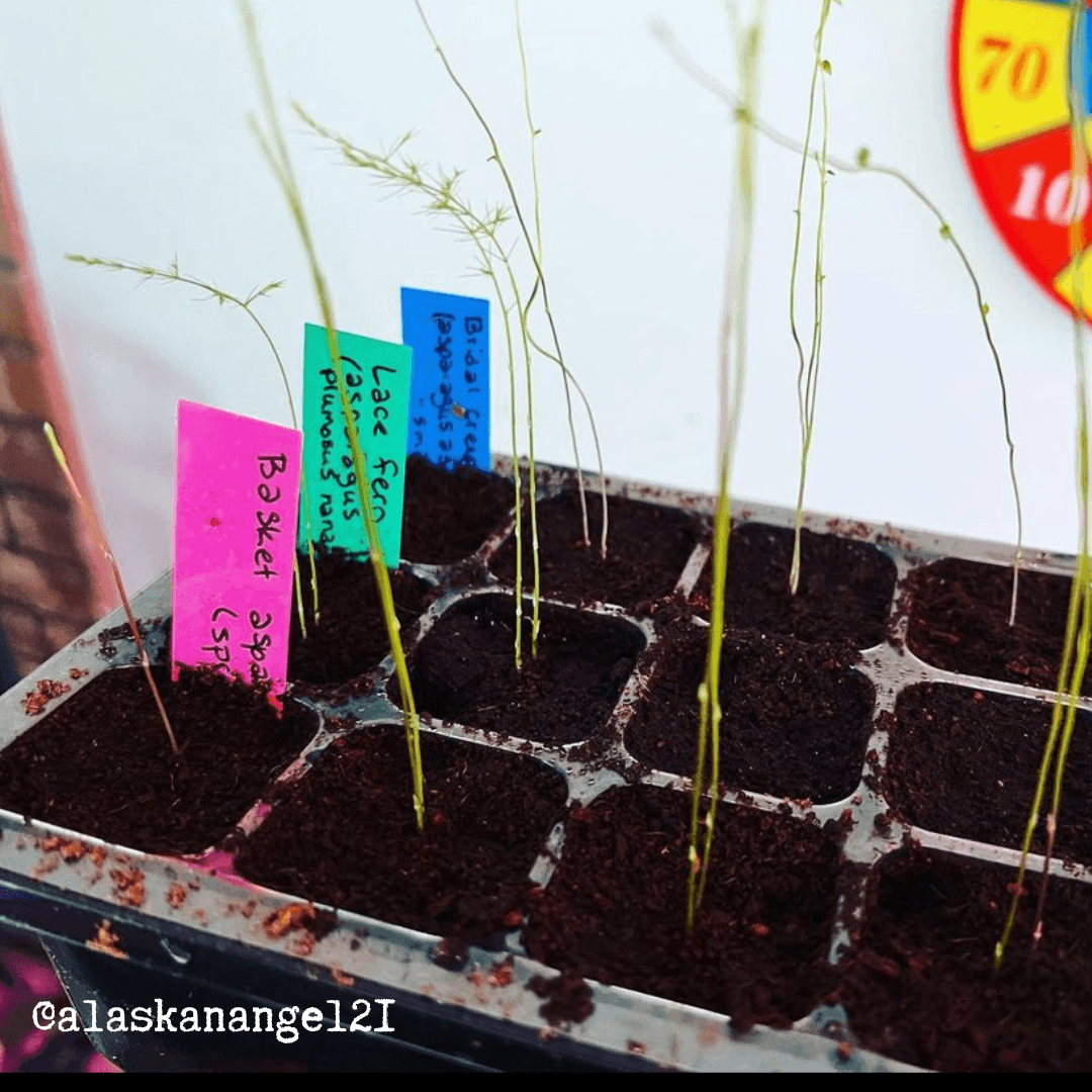 Outsidepride Asparagus Fern Sprengeri Plant Seed - 100 Seeds