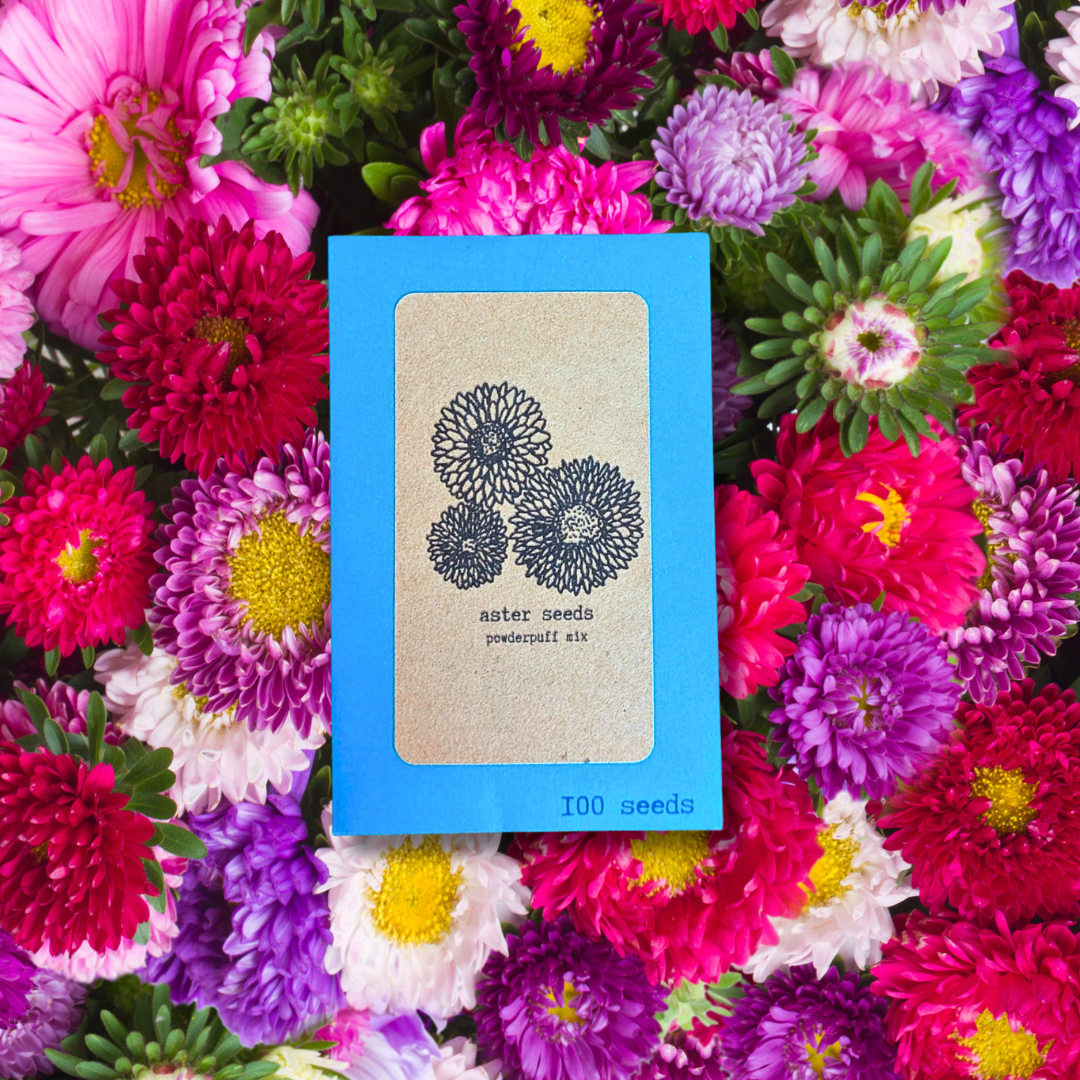 Aster Seeds - Plantflix