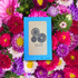 Aster Seeds - Plantflix