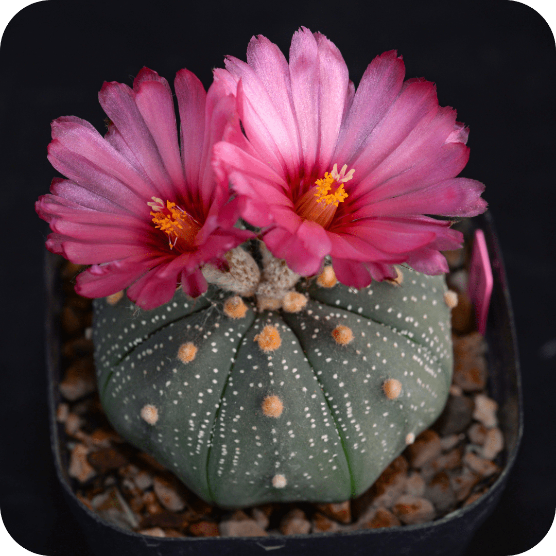 Astrophytum Mix "Star Cactus" Seeds - Plantflix