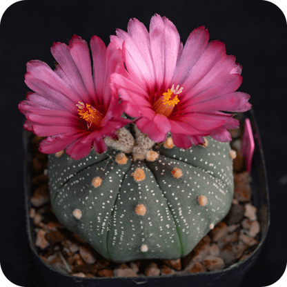 Astrophytum Mix "Star Cactus" Seeds - Plantflix