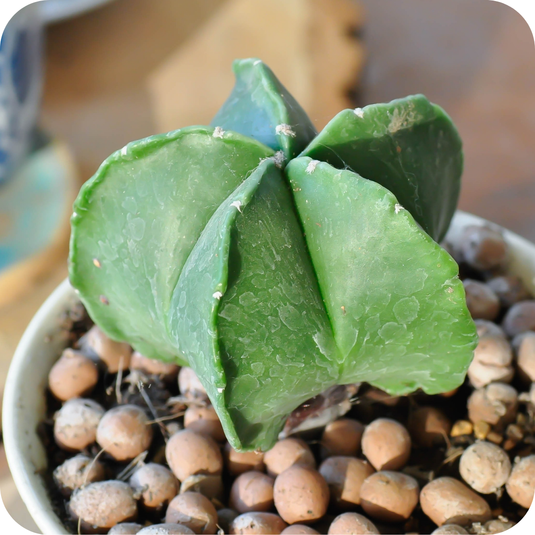 Astrophytum Mix "Star Cactus" Seeds - Plantflix
