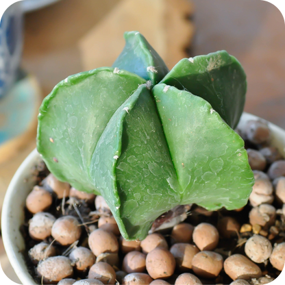 Astrophytum Mix "Star Cactus" Seeds - Plantflix