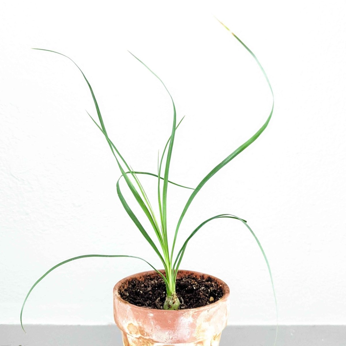 ponytail palm seeds for sale Beaucarnea Recurvata 'Ponytail Palm' Seeds – Plantflix