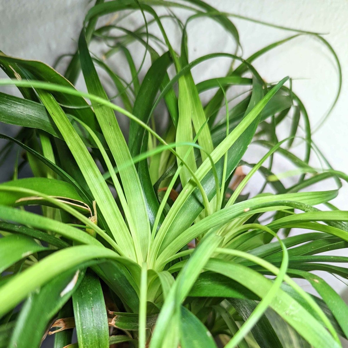 ponytail palm seed pods Beaucarnea Recurvata 'Ponytail Palm' Seeds – Plantflix