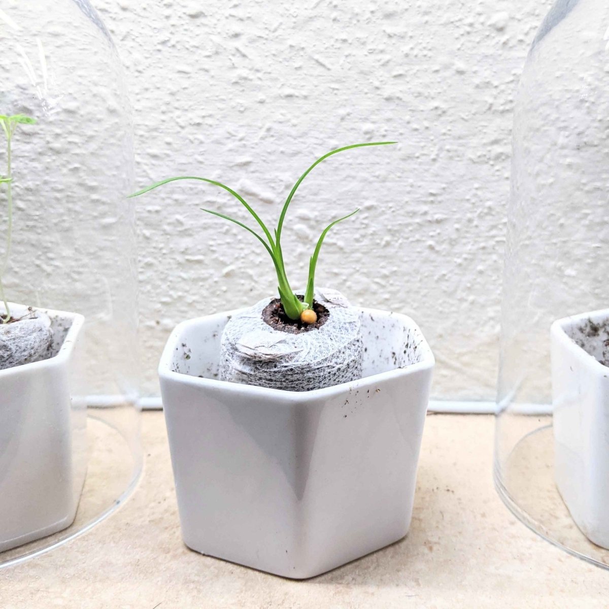 ponytail palm propagation from seeds Beaucarnea Recurvata 'Ponytail Palm' Seeds – Plantflix