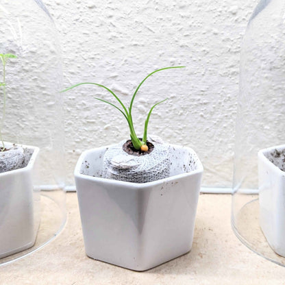 Beaucarnea Recurvata &