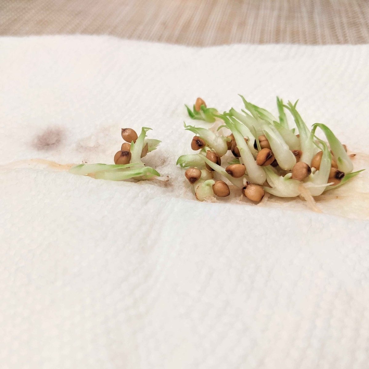 Beaucarnea Recurvata &