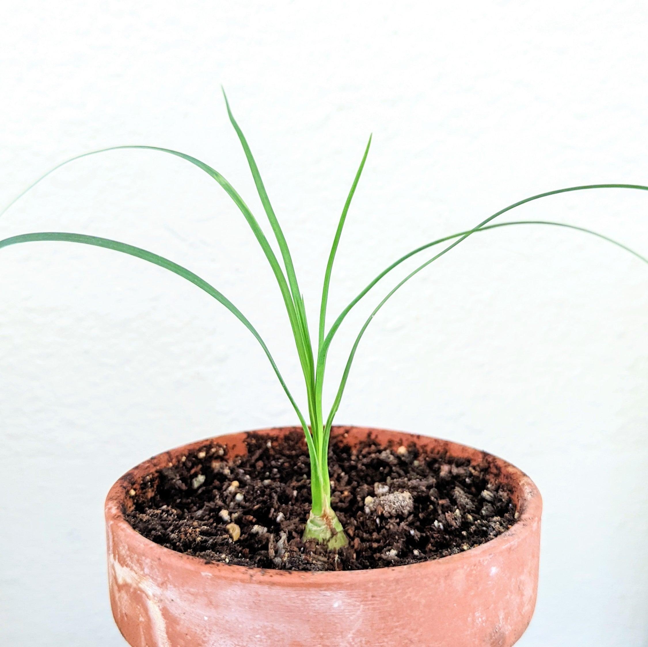 Beaucarnea Recurvata &