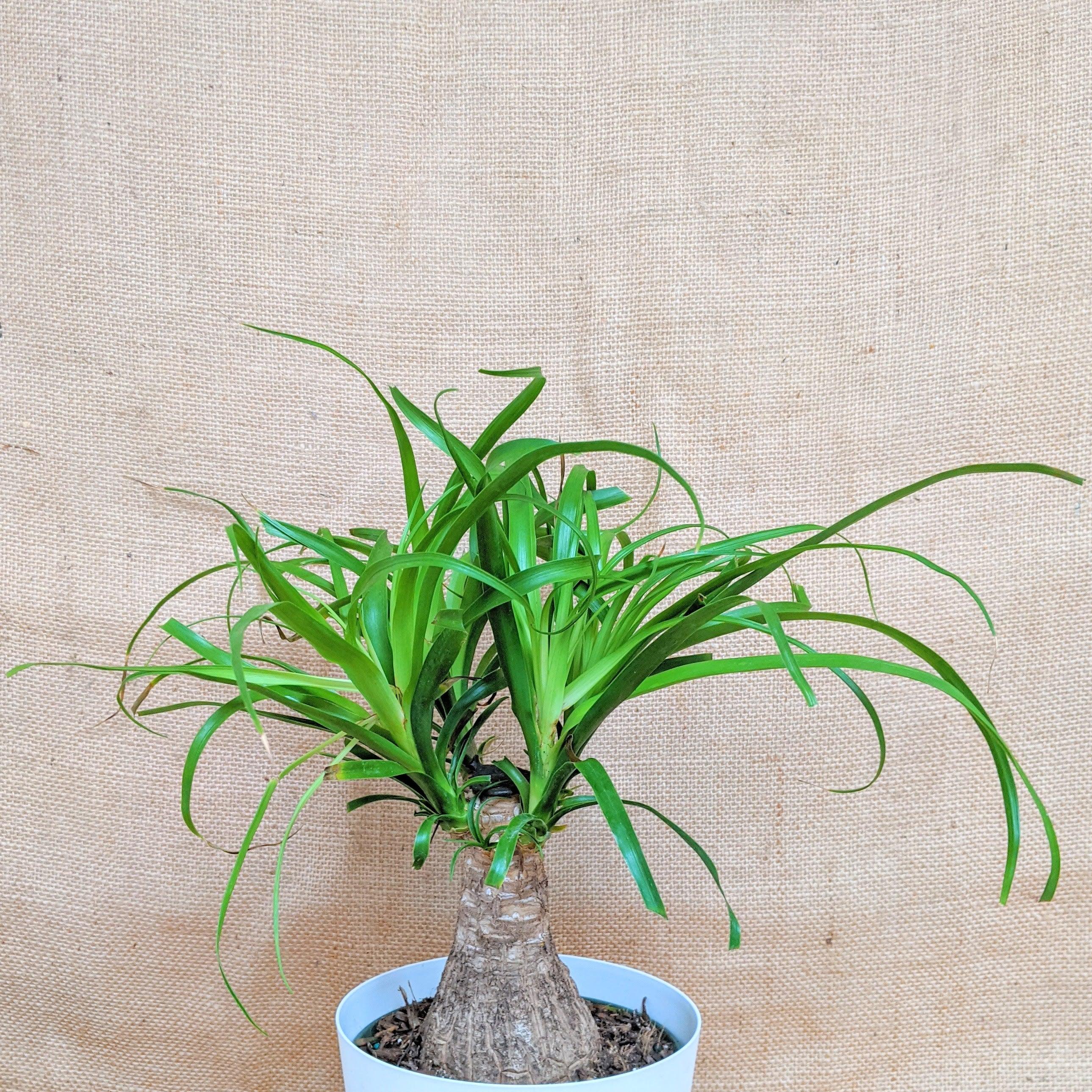 Beaucarnea Recurvata &