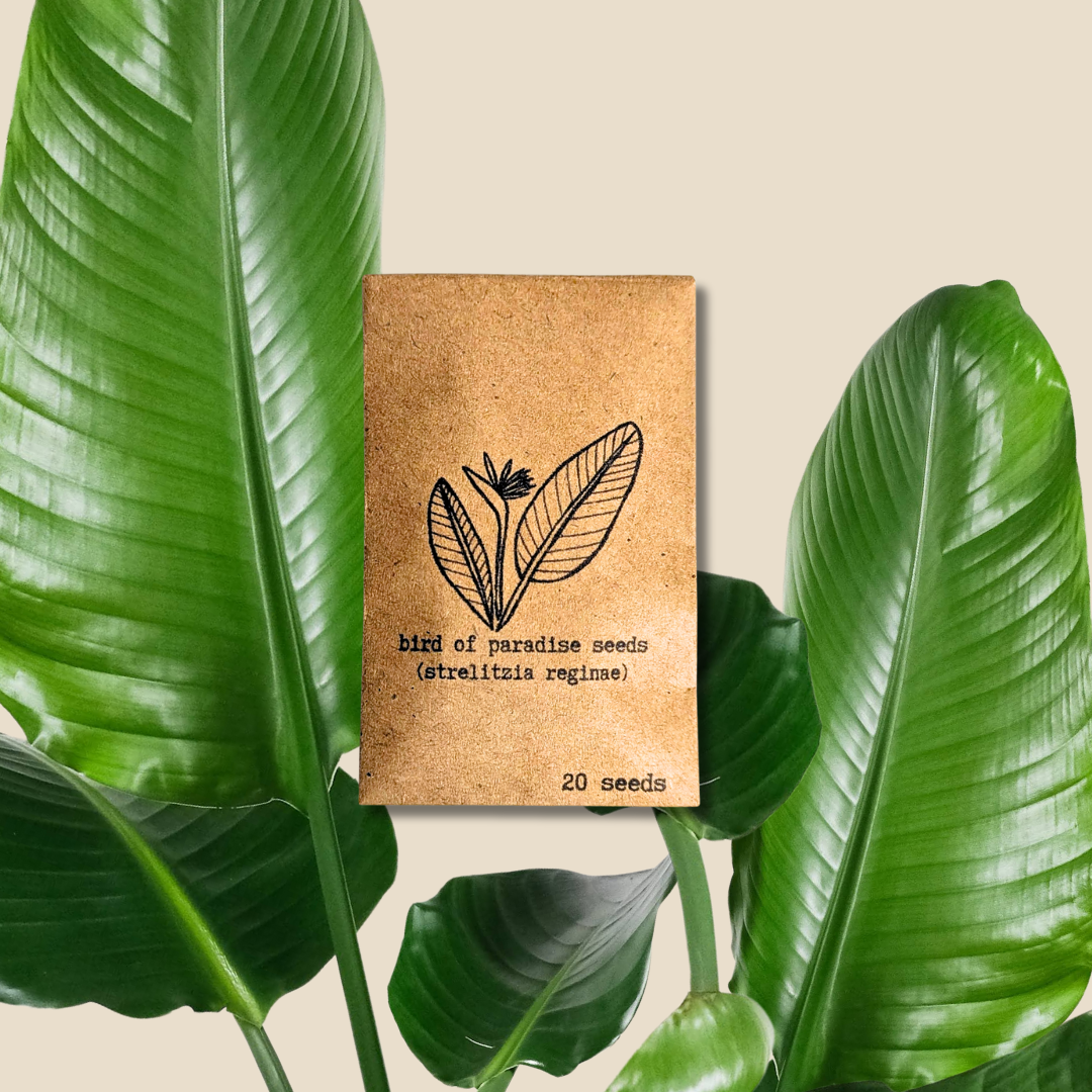 Strelitzia &