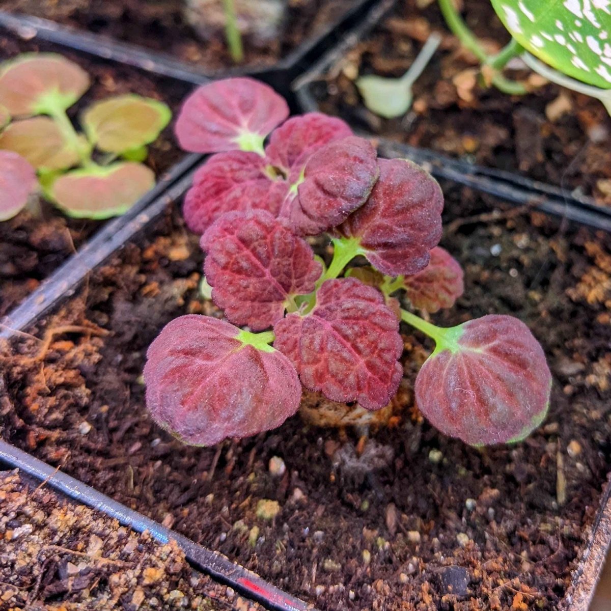 where are the seeds on a coleus plant Black Dragon Coleus Seeds – Plantflix
