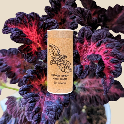 Black Dragon Coleus Seeds - Plantflix
