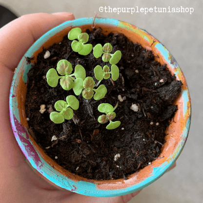 Black Dragon Coleus Seeds - Plantflix