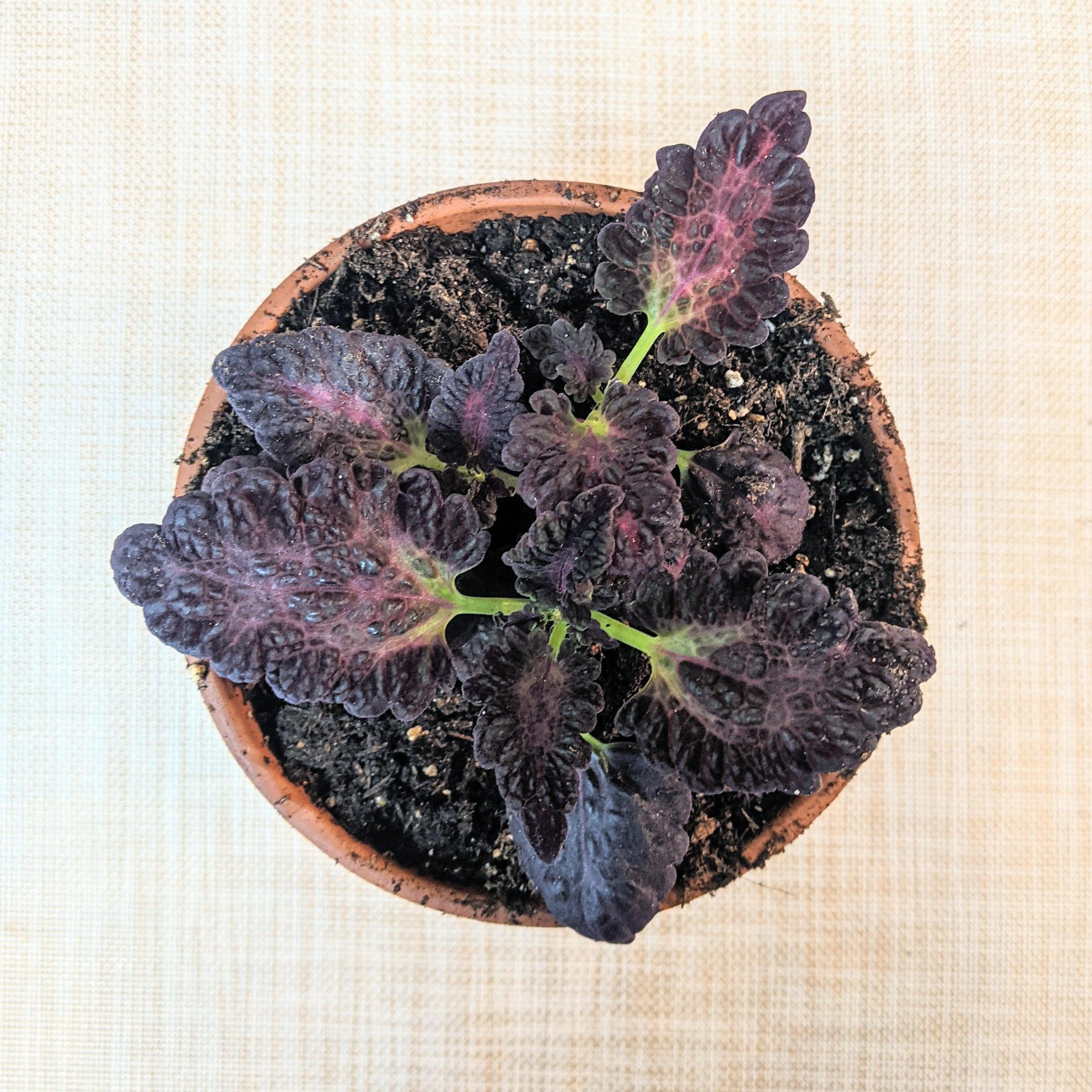 Black Dragon Coleus Seeds - Plantflix