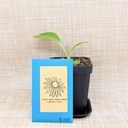 Black-Eyed Susan Seeds - Plantflix