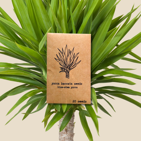 blue_stem_yucca_grande.png?v=
