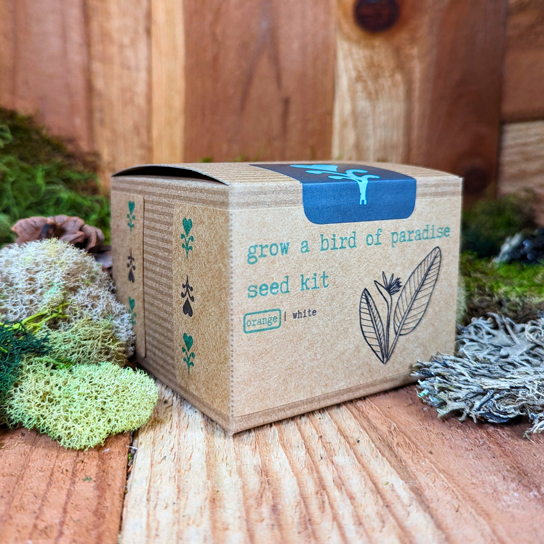 Grow a Bird of Paradise Plant Seed Kit – Plantflix Grow a Bird of Paradise Plant Seed Kit – Plantflix