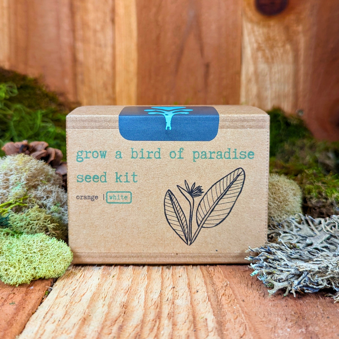 Grow a Bird of Paradise Plant Seed Kit