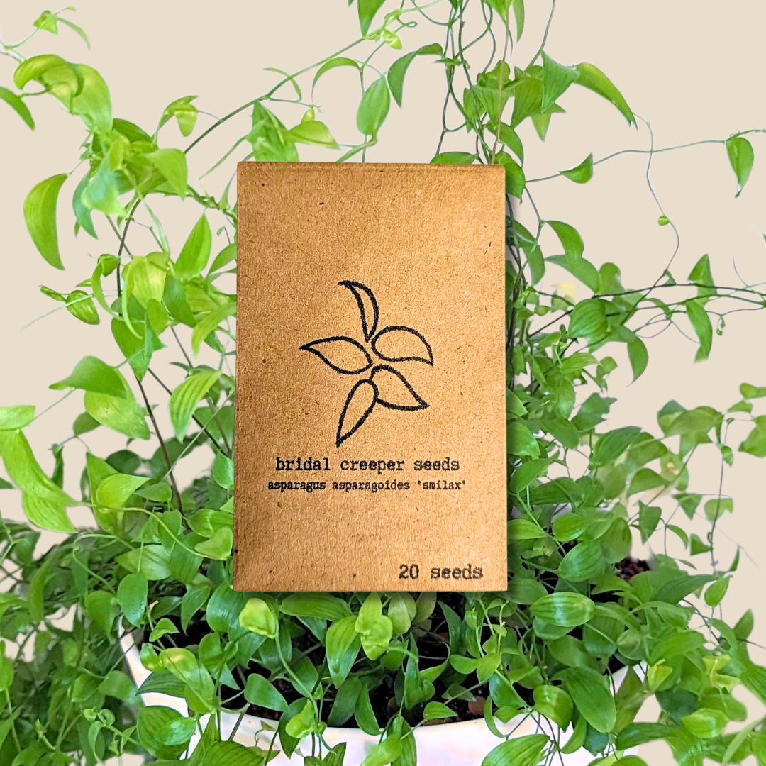 Asparagus Asparagoides Smilax 'Bridal Creeper' Seeds Plantflix