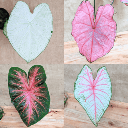 Caladium Mix Bulbs - Plantflix