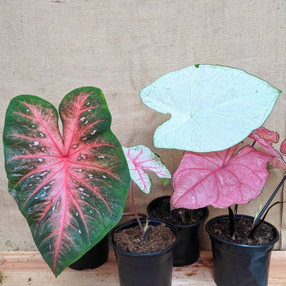 Caladium Mix Bulbs - Plantflix