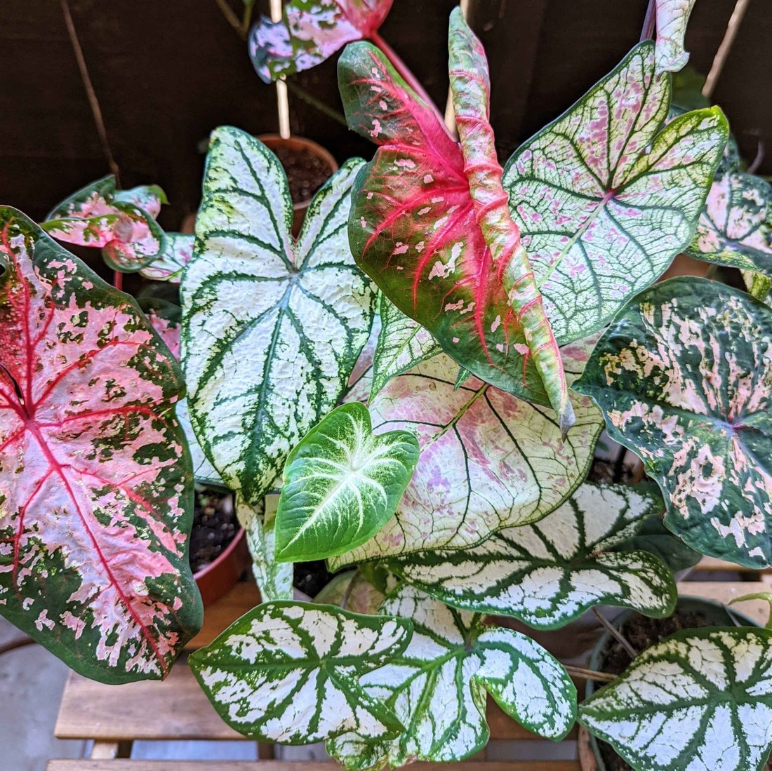 Caladium Mix Bulbs - Plantflix