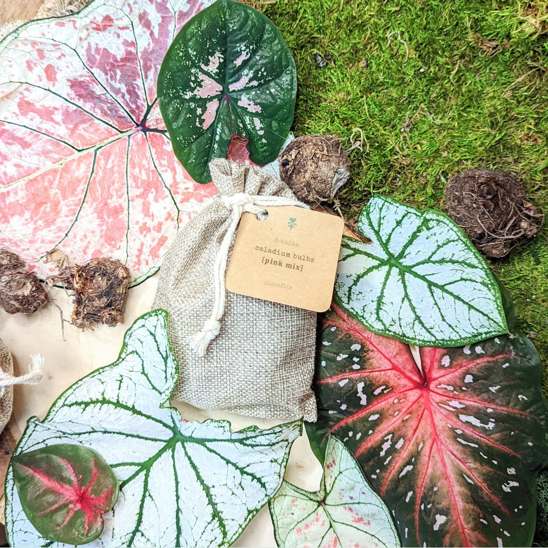 Caladium Mix Bulbs - Plantflix