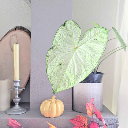 Caladium Mix Bulbs - Plantflix