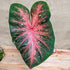 Caladium Mix Bulbs - Plantflix