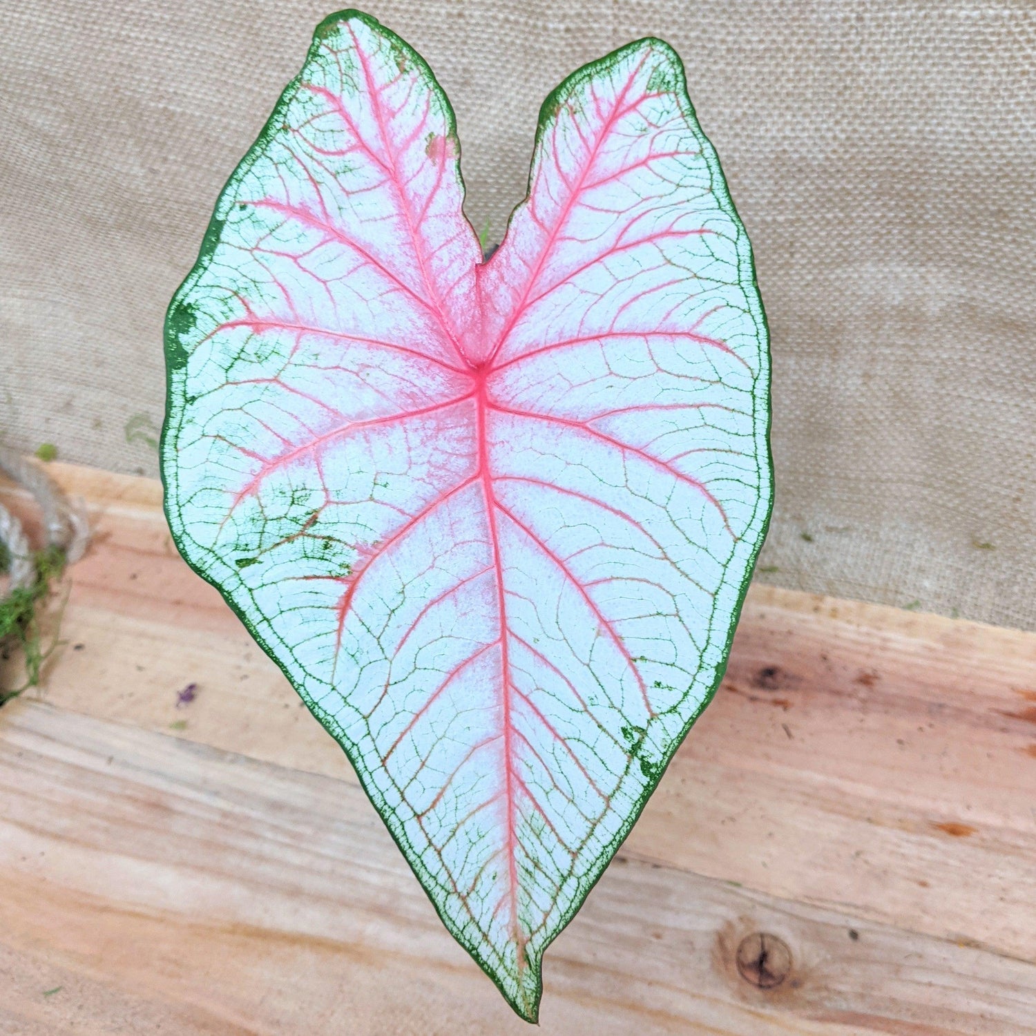 Caladium Mix Bulbs - Plantflix