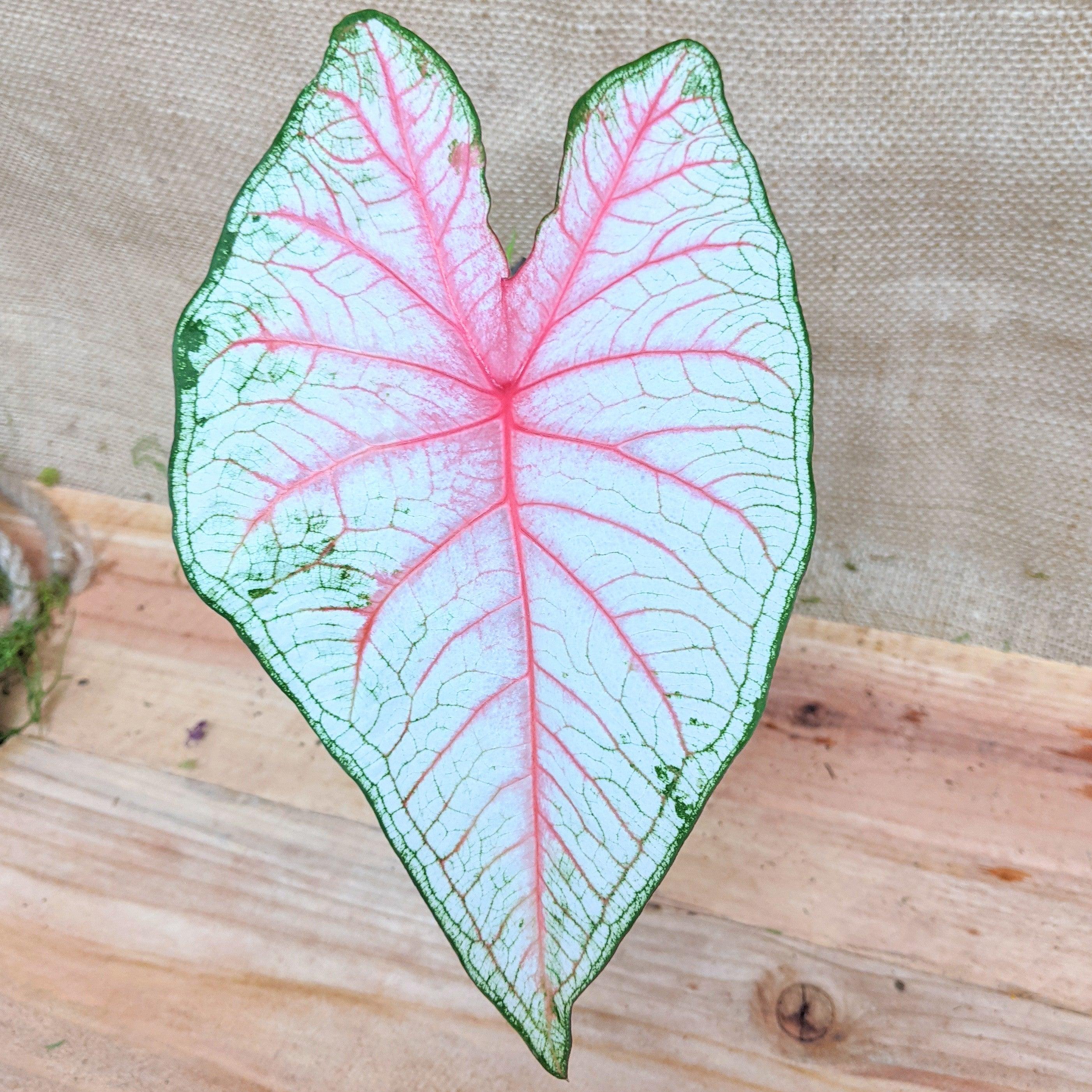 Caladium Mix Bulbs - Plantflix