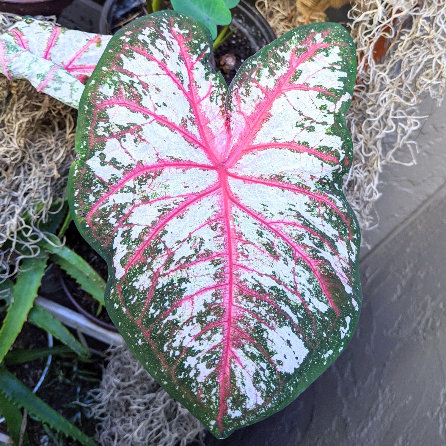 Caladium Mix Bulbs - Plantflix