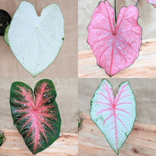 Caladium Mix Bulbs - Plantflix