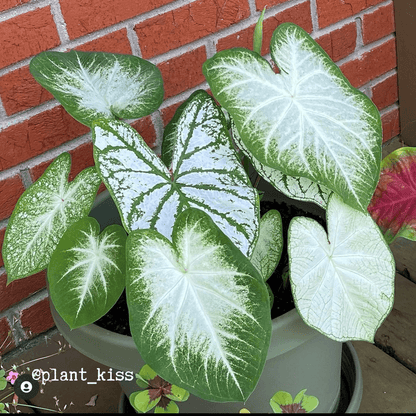 Caladium Mix Bulbs - Plantflix