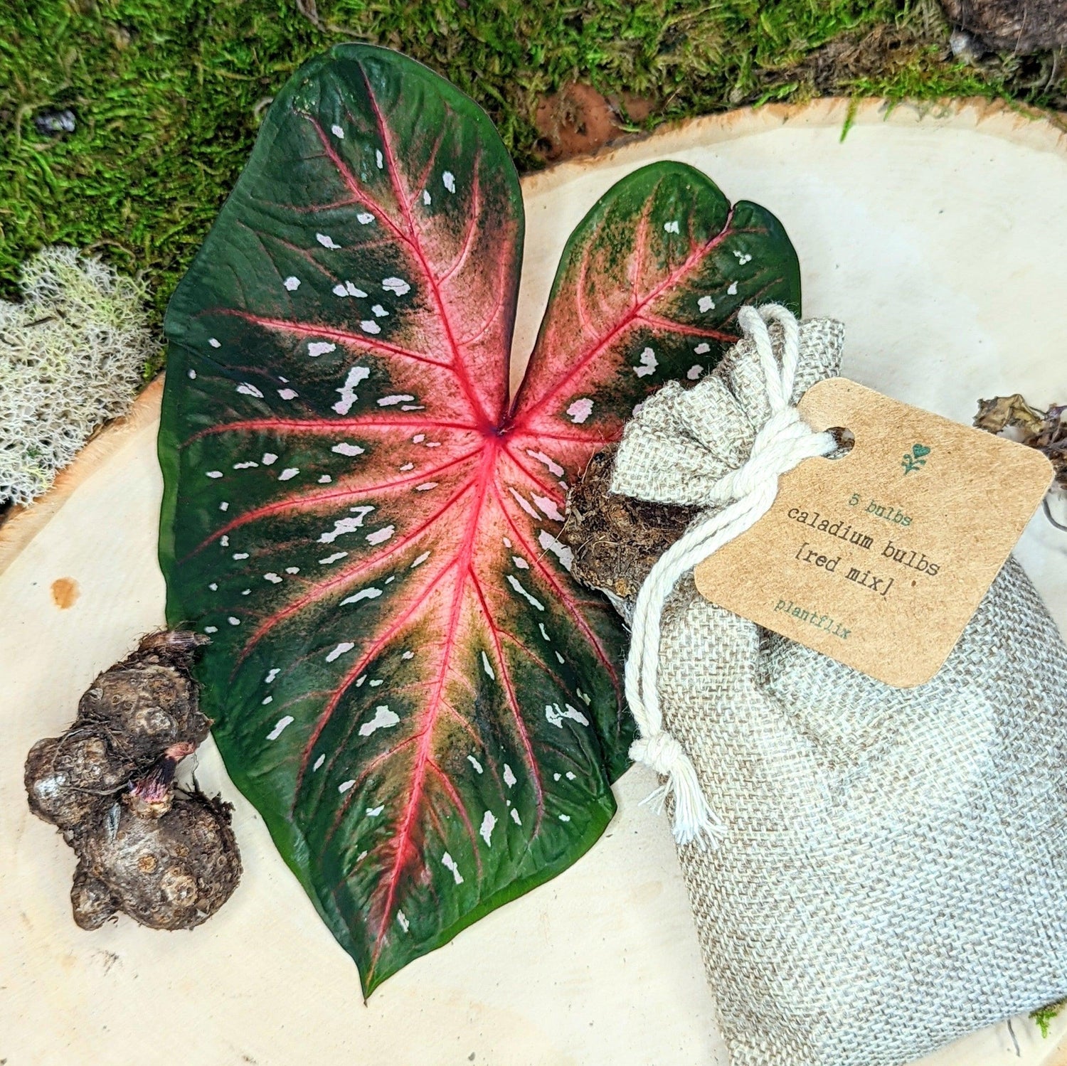 Caladium Mix Bulbs - Plantflix