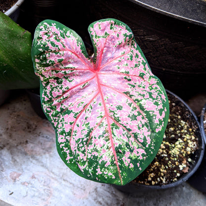 Caladium Mix Bulbs - Plantflix