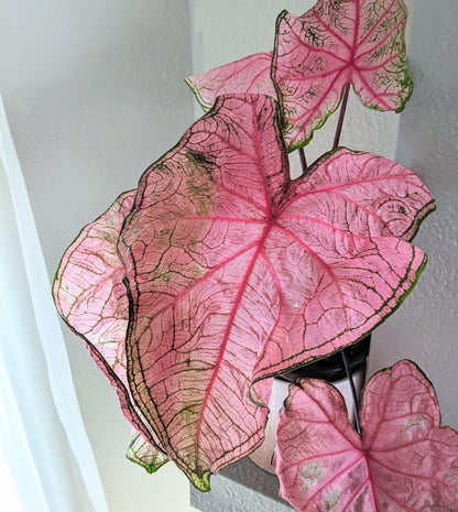 Caladium Mix Bulbs - Plantflix