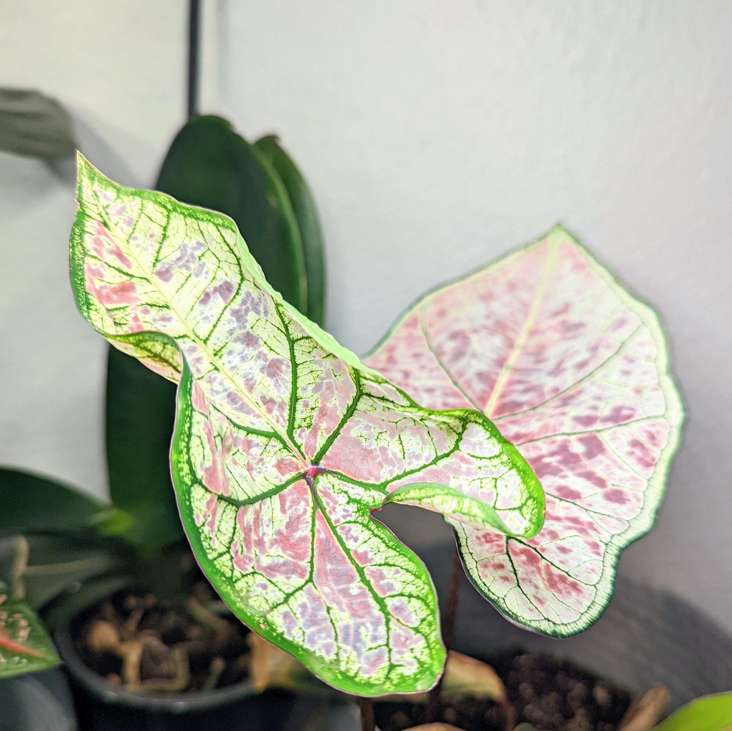 Caladium Mix Bulbs - Plantflix