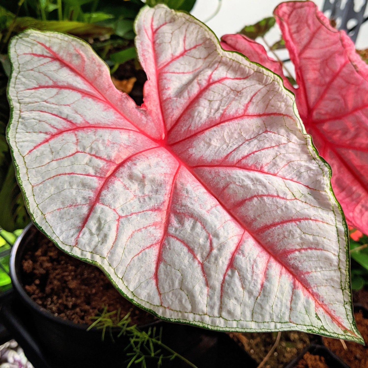 Caladium Mix Bulbs - Plantflix