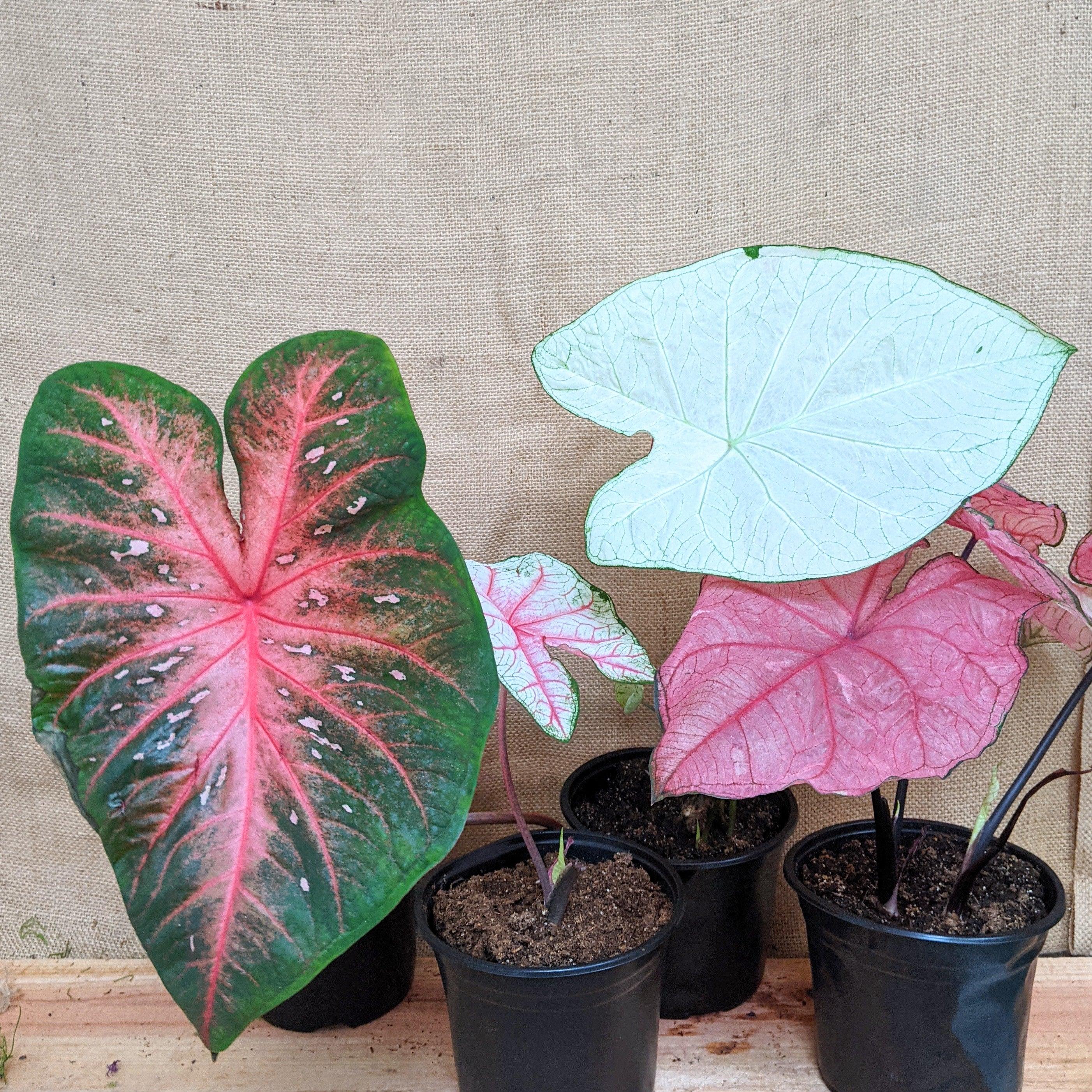 Caladium Mix Bulbs - Plantflix