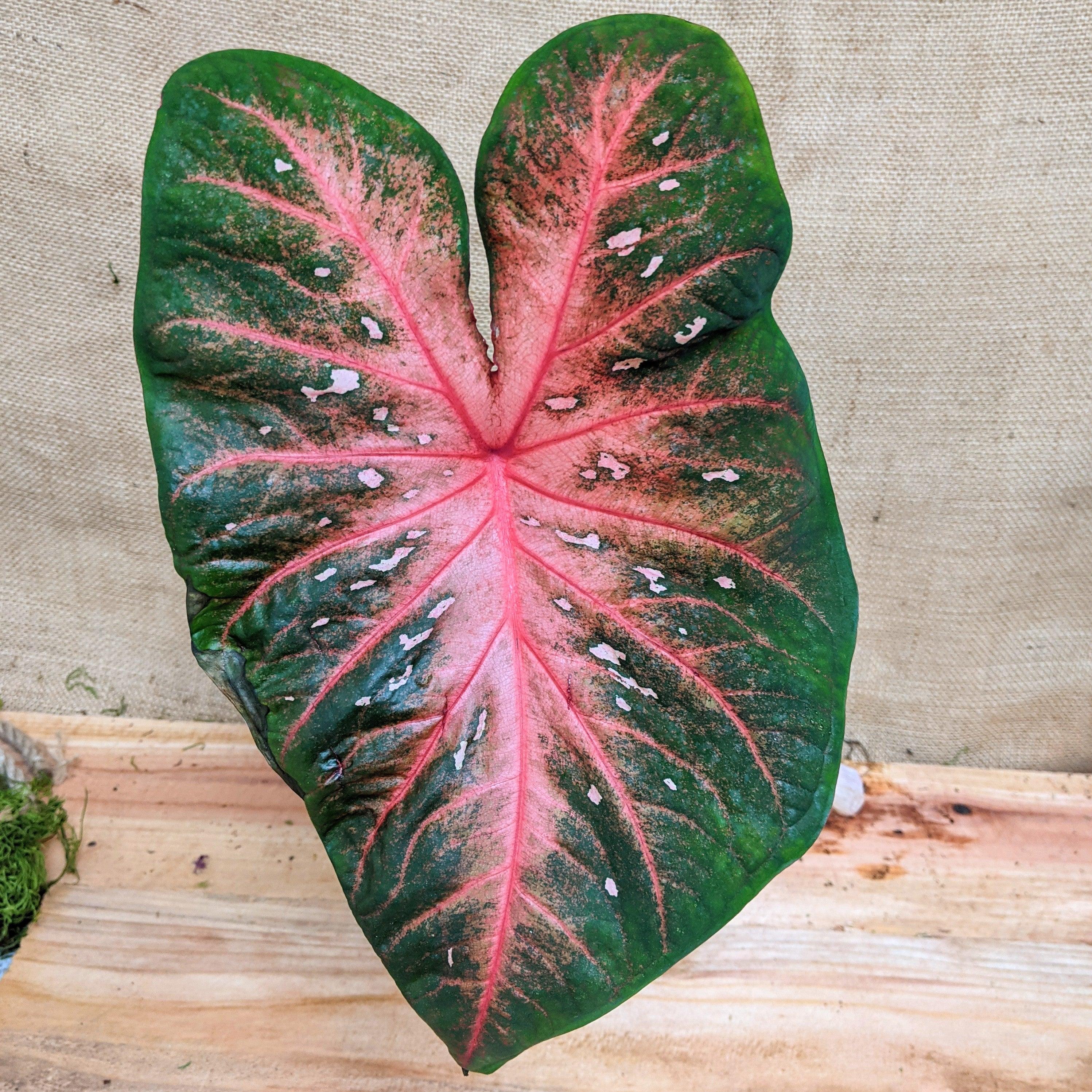 Caladium Mix Bulbs - Plantflix