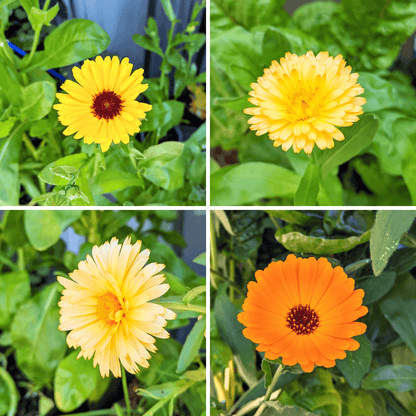 Calendula Beginner Grow Kit - Plantflix