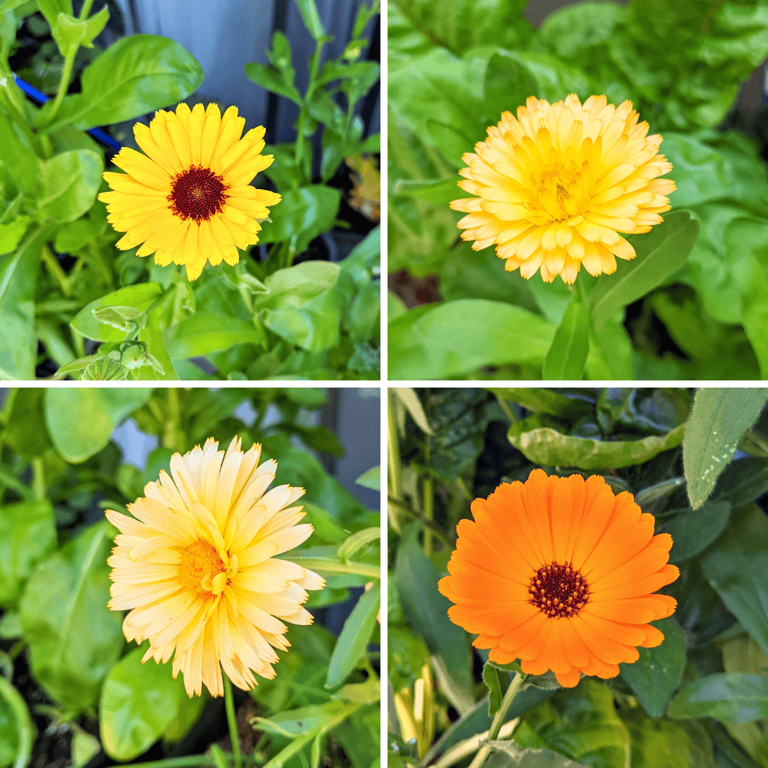 Calendula Beginner Grow Kit - Plantflix