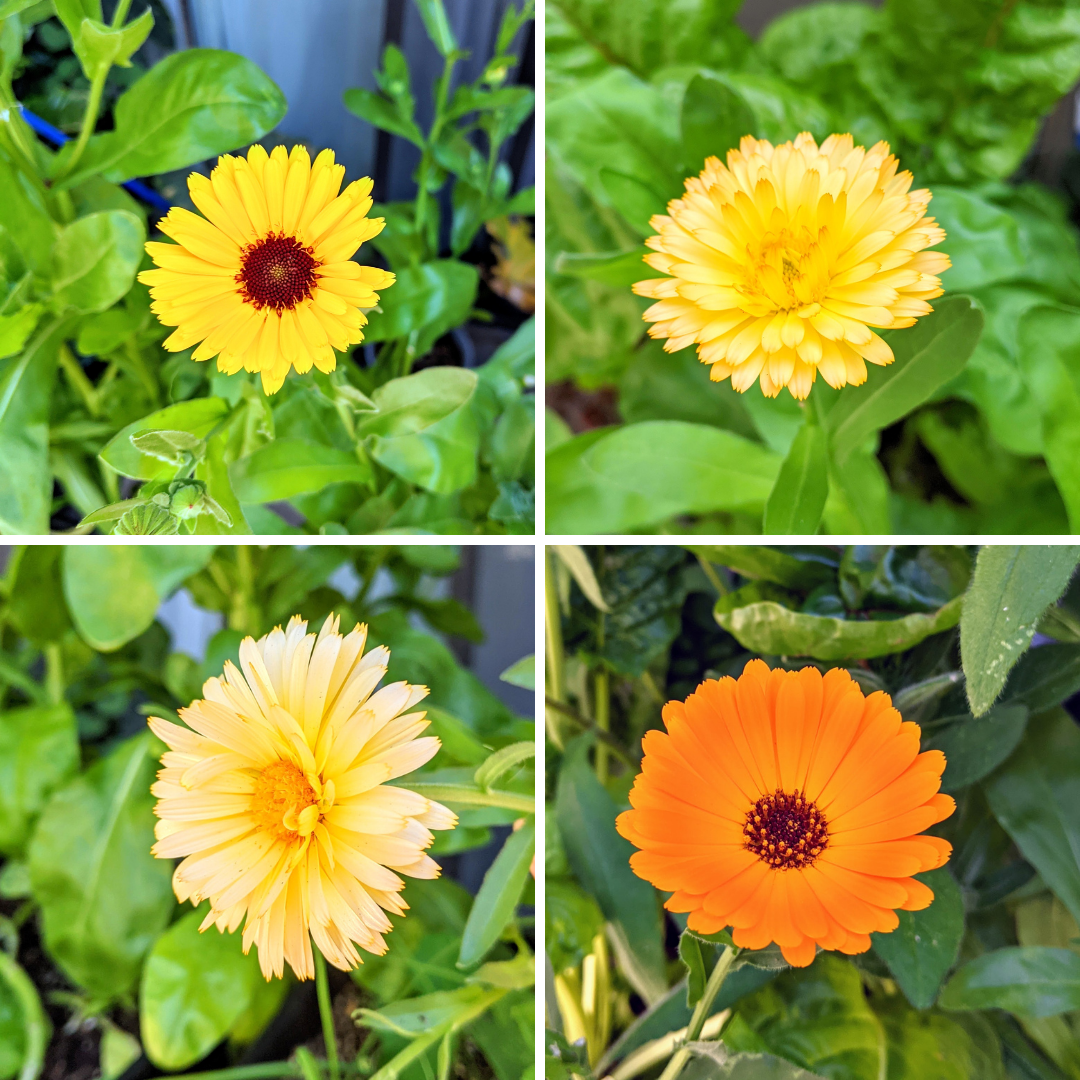 Calendula Seeds - Plantflix