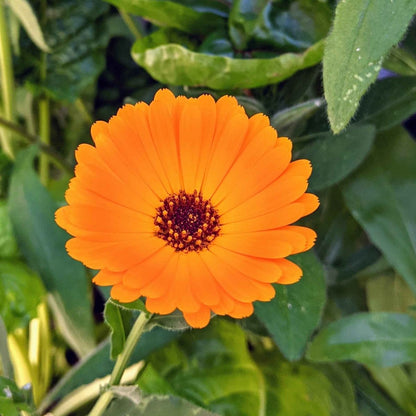 Calendula Seeds - Plantflix